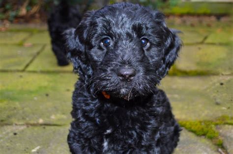 Image result for Baby Black Cockapoo