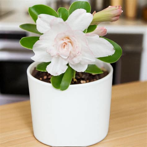 Adenium R15 White Blooms - Double-Petal Desert Rose Hybrid – Plant Orbit