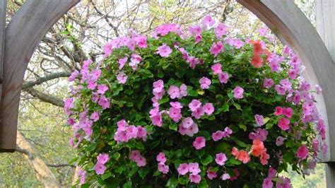 Hang in there by taking these tips with Mother’s Day plants | Kansas ...