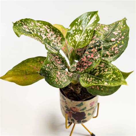 Buy Aglonema Rui With Floral Print Metal Plant Stand