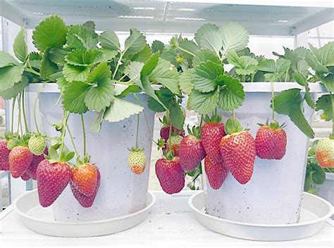 盆栽草莓怎么种植-