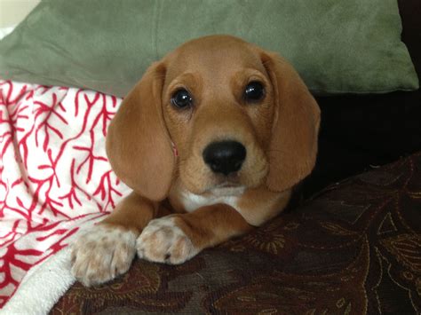 Beagle Redbone Coonhound Mix