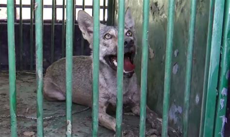 Bahraich Wolf Attack: बहराइच में 'लंगड़े' भेड़िए सरदार का आतंक जारी, 50 ...