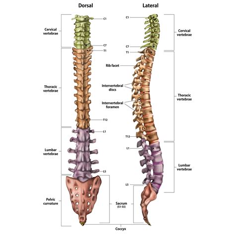 Lower Back Organ Anatomy Diagram – DTWNIR