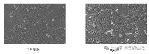 H2O2 HT22 的图像结果