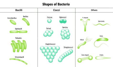 Premium Vector | Shapes of bacteria bacilli cocci palisades staphylococci helical vector ...