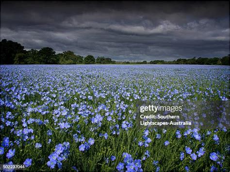 Image result for Linseed Field