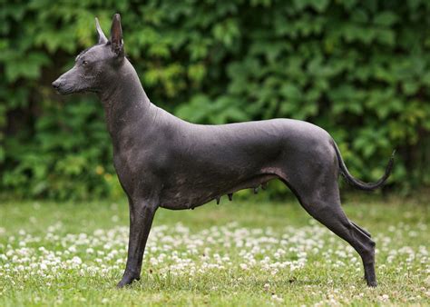 Xoloitzcuintli Dog Lifespan: How Long Do Xoloitzcuintli Dogs Live?