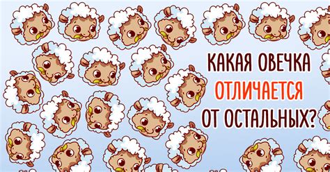 Найди овечку, которая отличается от остальных