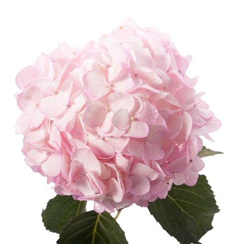 Pale pink hydrangea | Pink hydrangea, Flower garden plans, Types of flowers