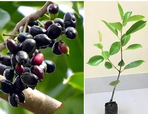 HYBRID Jambu Bira Plant, Kak Jam Plant, Jamun Plant, White Jamun Plant ...
