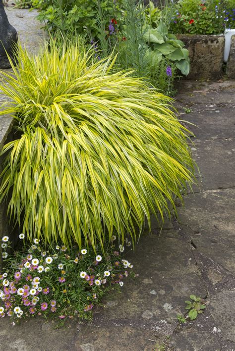 Dwarf Ornamental Grass