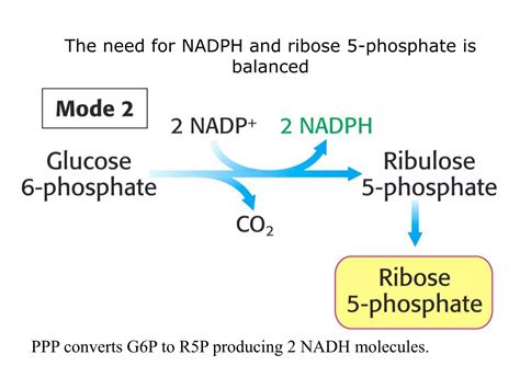Hexose Monophosphate Shunt Pathway - HMP Pathway | PPT