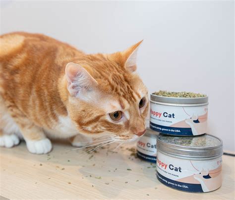 Hoboken, NJ Animal Hospital & Vet Clinic - Checkups, Emergencies, & More | Bond Vet