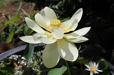 cycle of the lotus flower trivia koloa jodo cycle of the lotus flower trivia koloa jodo cycle of the lotus flower trivia koloa jodo cycle of the lotus flower trivia koloa jodo