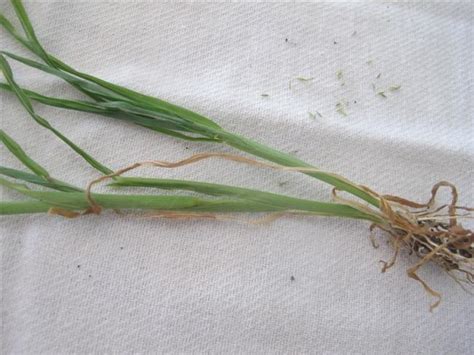 agaclar.net - View Single Post - Çim