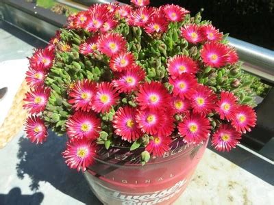 Delosperma/ Ice plant - Flowering seeds