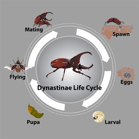 Hercules Beetle Life Cycle