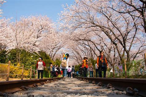Image result for Computer Programmer Degree Requirements