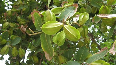 ਦਿਲ ਲਈ ਵਰਦਾਨ ਹੈ ਅਰਜੁਨ ਦਾ ਰੁੱਖ