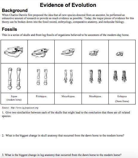 Evidence for Evolution Worksheet 的图像结果
