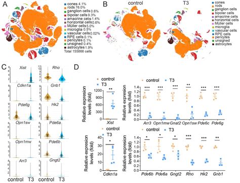Transcriptomic Analysis Reveals That Excessive Thyroid Hormone ...