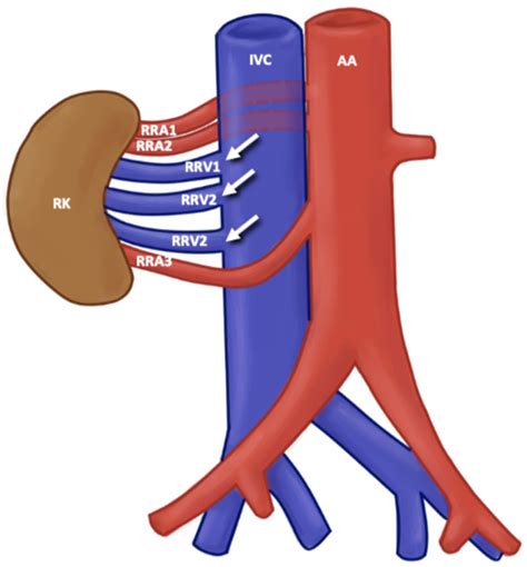 Kidney Renal Vein