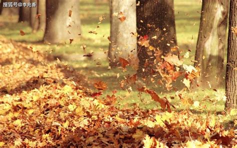描写秋天落叶的唯美句子，赞美秋天落叶的一段话_带着