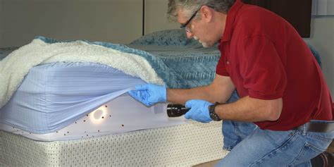How Do Bed Bugs Spread In An Apartment Building | Storables