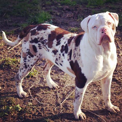 Alapaha Blue Blood Bulldog : caractère, santé, origines et éducation