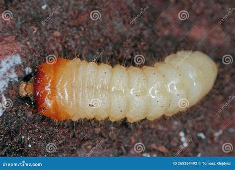 De Larve Van Een Kever Van De Geitenfamilie Cerambycidae Rhagium. Stock ...