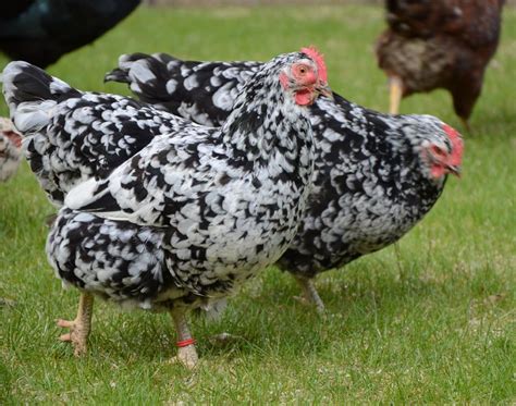 Image result for White Java Chicken