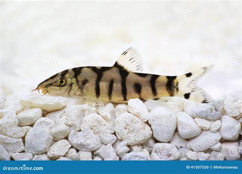 Kuhli Loaches Care