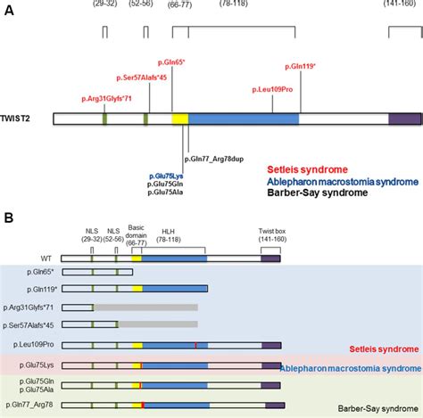 The focal facial dermal dysplasias: phenotypic spectrum and molecular ...