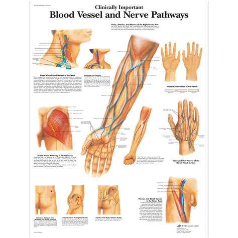Clinically Important Blood Vessel and Nerve Pathways | 4006682 ...
