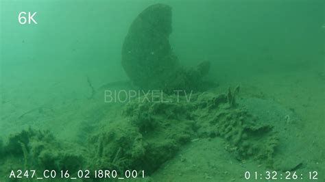 Fish Venomous - Stonefish collecting for venom research 6K 2 on Vimeo