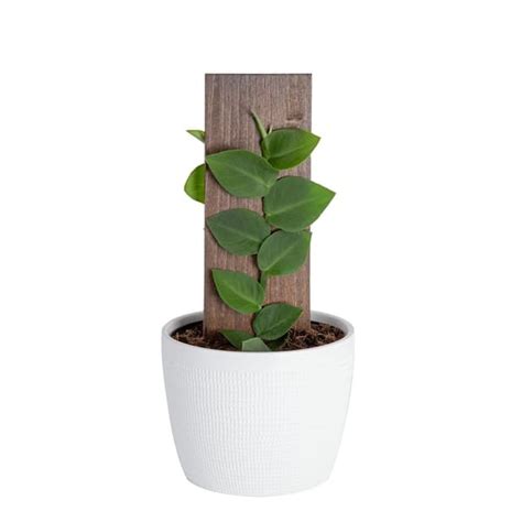 Trending Tropicals 6 in. Shingle Plant Rhaphidophora India | Ubuy