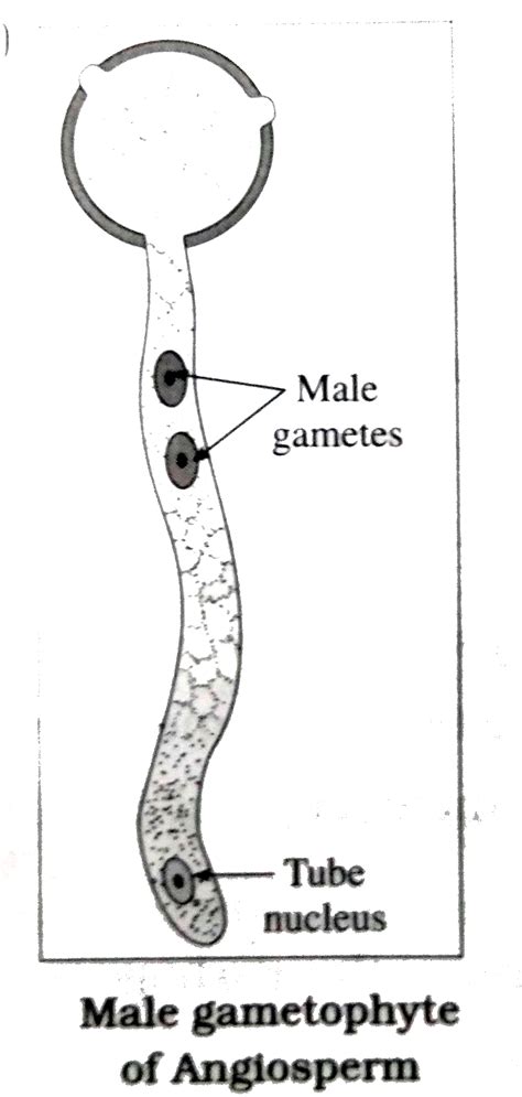 Male Gametophyte In Angiosperms