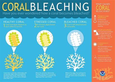 Coral bleaching and Great Barrier Reef for prelims and mains ias upsc ...