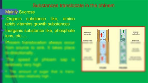 Phloem Loading a Level 的图像结果