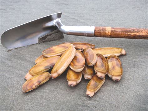 Image result for Razor Clam Digging