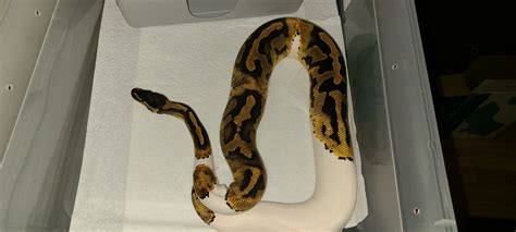 Image result for Most Expensive Ball Python Morph