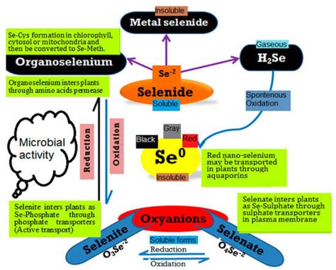 Selenium and Nano-Selenium Biofortification for Human Health ...