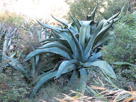 Factsheet Agave Americana Century Plant Agave Americana 'Nova'