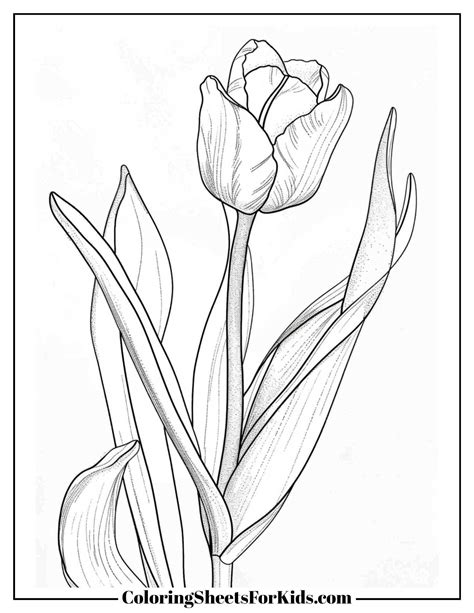 Tulip Coloring Pages (Free Print & Downloads) - Coloring Sheets For Kids