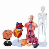 Buy Wadoy Human Anatomy Models Bundle Set, Brain, Human Torso Body ...