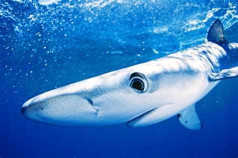Sharks can literally sleep with their eyes open • Earth.com