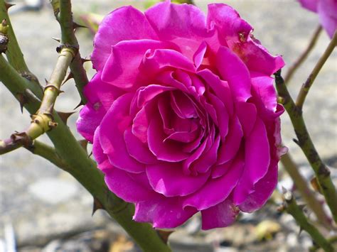 Free Images : nature, blossom, purple, petal, thorn, flora, beautiful ...