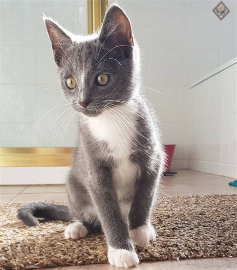 Russian Blue Tabby Cat