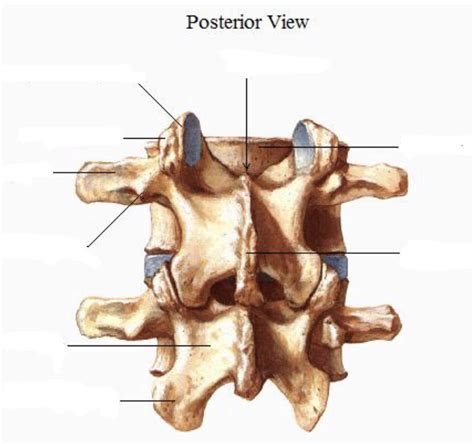 Image result for Vertebrae Alignment